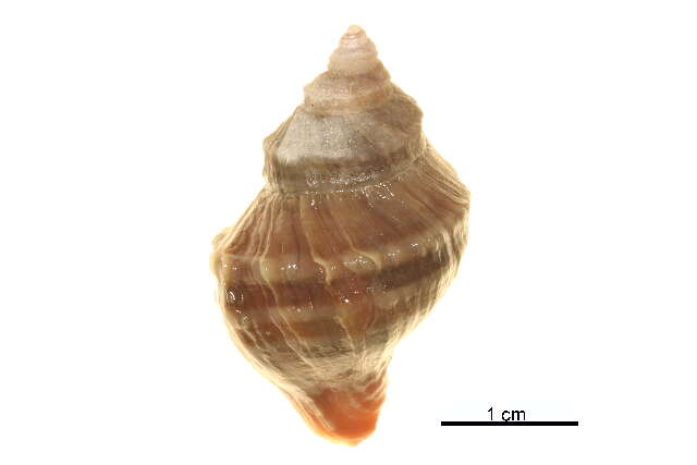 Image of Nucella lamellosa (Gmelin 1791)
