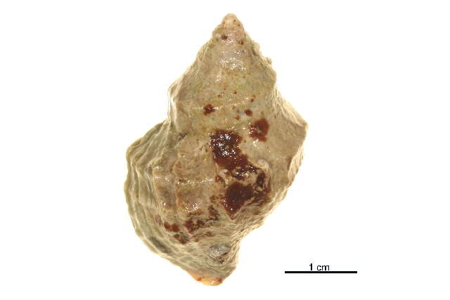 Image of Nucella lamellosa (Gmelin 1791)