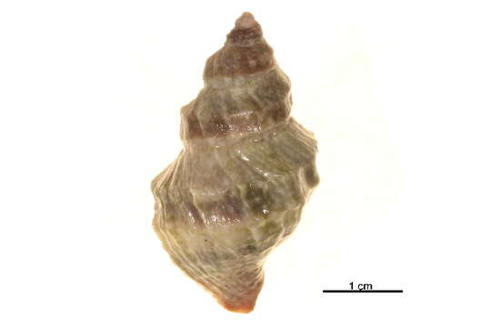 Image of Nucella lamellosa (Gmelin 1791)