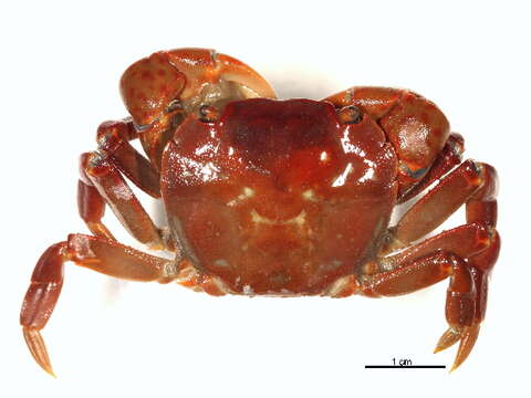 Image of <i>Hemigrapsus nudus</i>