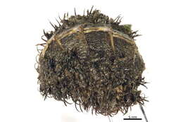 Image of Mossy chiton