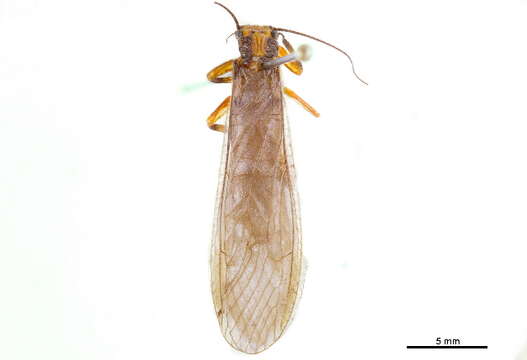 Image of Acroneuriinae