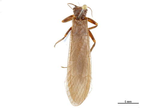 Image of Acroneuriinae