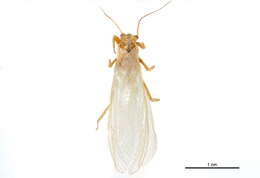 Image of Acroneuriinae