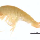 Image of <i>Echinogammarus obtusatus</i>