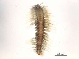 Image of fifteen-scaled worm