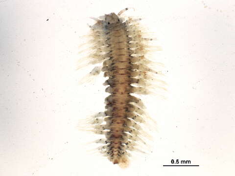 Image of fifteen-scaled worm