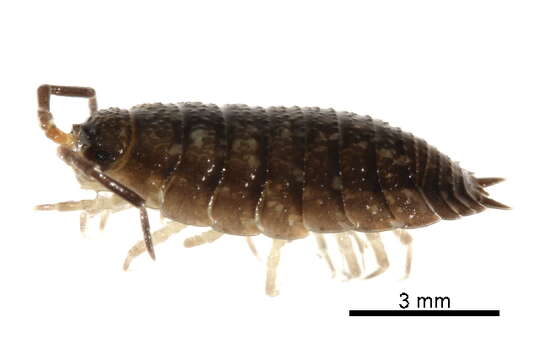 Image of Porcellio Latreille 1804