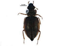 Image of Ochthebius (Ochthebius) lineatus Le Conte & J. L. 1852