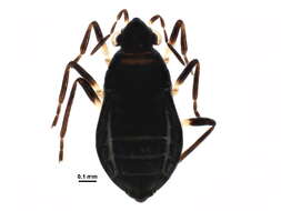 Image of Microvelia buenoi Drake 1920