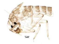 Image of Baetis vernus Curtis 1834