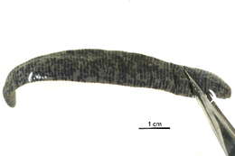 Image of Haemopidae