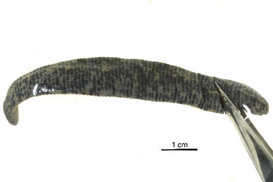 Image de Haemopidae