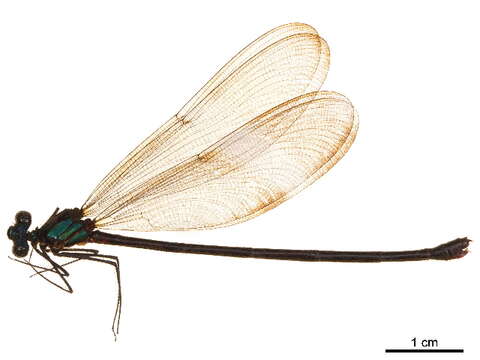 Image of Calopteryginae