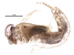Image of Baetoidea