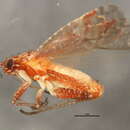 Image of Phytocoris stellatus Van Duzee 1920