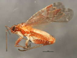 Image of Phytocoris stellatus Van Duzee 1920