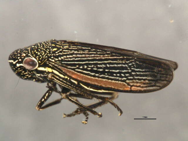 Image of Cuerna striata