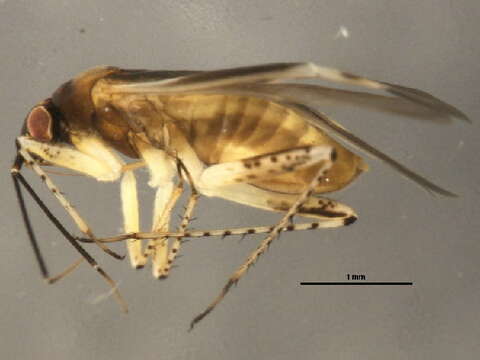 Image of Plagiognathus