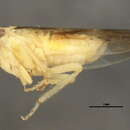 Image of <i>Idiocerus delongi</i>