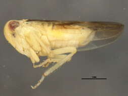 Image of <i>Idiocerus delongi</i>