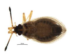 Image of Acalypta elegans Horváth 1906