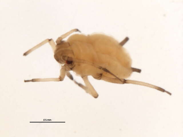 Image of Aphis (Aphis) decepta Hottes & Frison 1931