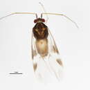 Image of Orthotylus nyctalis Knight 1927