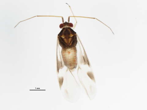 Слика од Orthotylus nyctalis Knight 1927