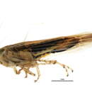 Image of <i>Cicadula vittipennis</i>