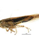 <i>Cicadula vittipennis</i> resmi