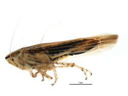 <i>Cicadula vittipennis</i> resmi