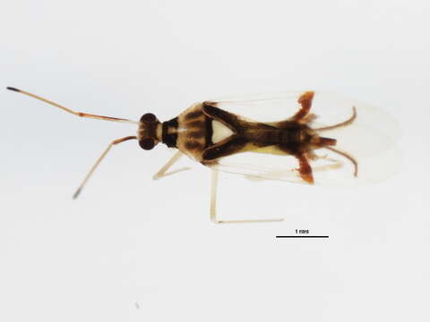 Image of Hyaliodes harti Knight 1941