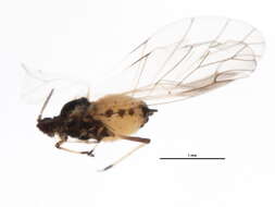 Image of Aphis (Aphis) decepta Hottes & Frison 1931