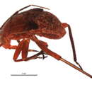 Image of Polymerus basivittis (Reuter 1909)