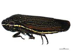 Image of Cuerna striata