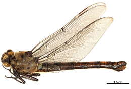 Image of Petalurinae