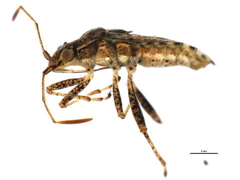 Image of Stictopleurus punctiventris (Dallas 1852)