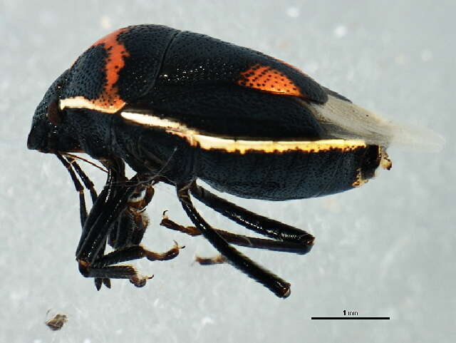 Image of Twice-stabbed Stink Bug