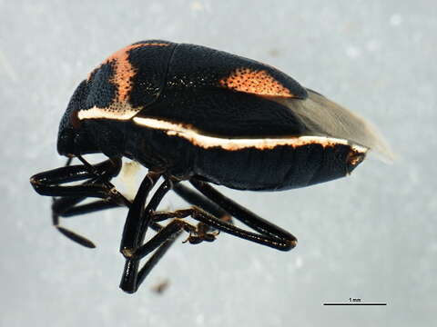 Image of Twice-stabbed Stink Bug