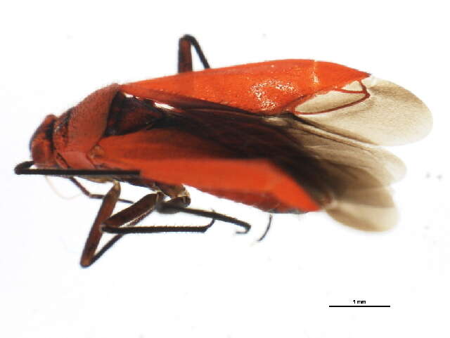 Image of Lopidea instabilis (Reuter 1909)