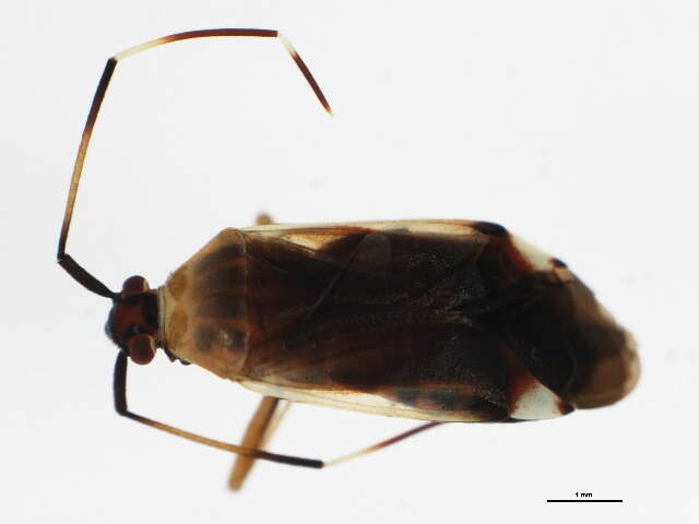 Image of Adelphocoris rapidus (Say 1832)