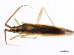 Image of Stenodema vicina