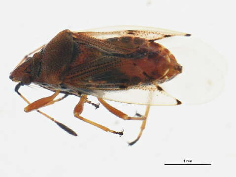 Image of Birch Catkin Bug