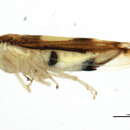 Image de <i>Colladonus eburatus</i>