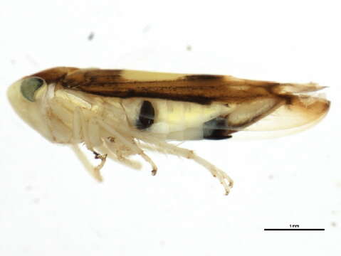 Plancia ëd <i>Colladonus eburatus</i>