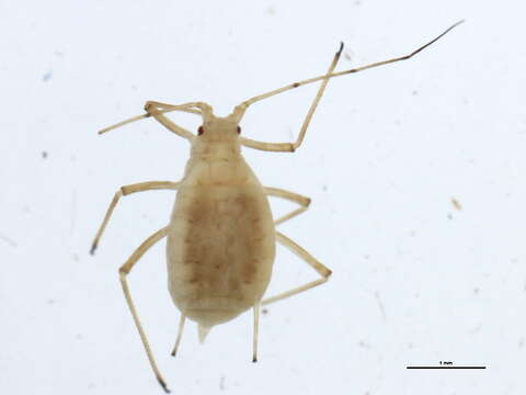 Image of pea aphid