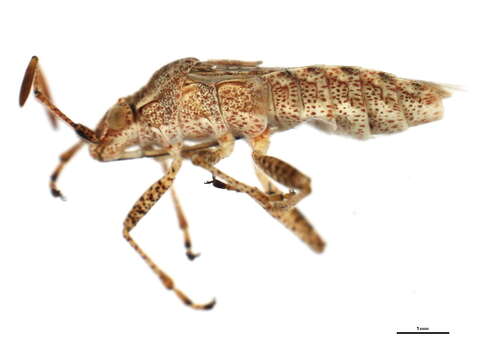 Image of Stictopleurus punctiventris (Dallas 1852)