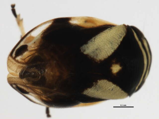 Image of Dogwood Spittlebug