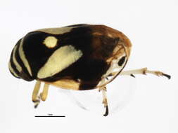 Image of Dogwood Spittlebug